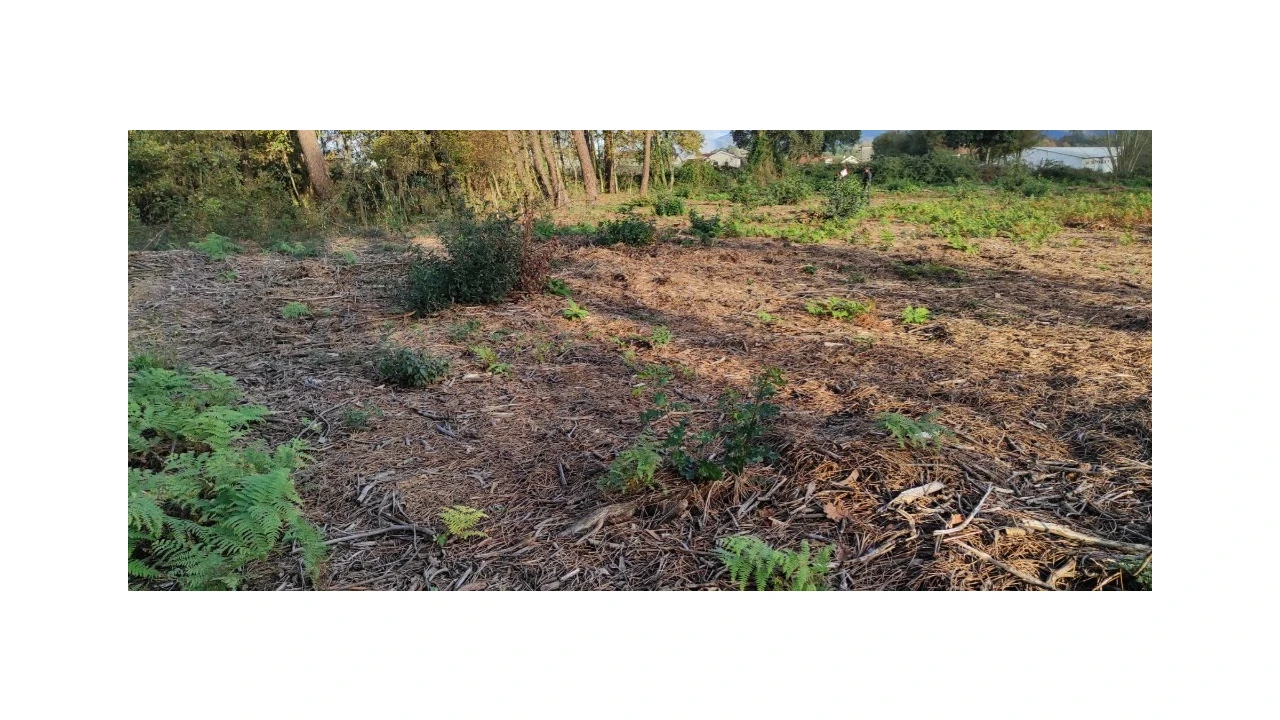 Terreno para Venda em Ferreiros, Prozelo e Besteiros Foto 2