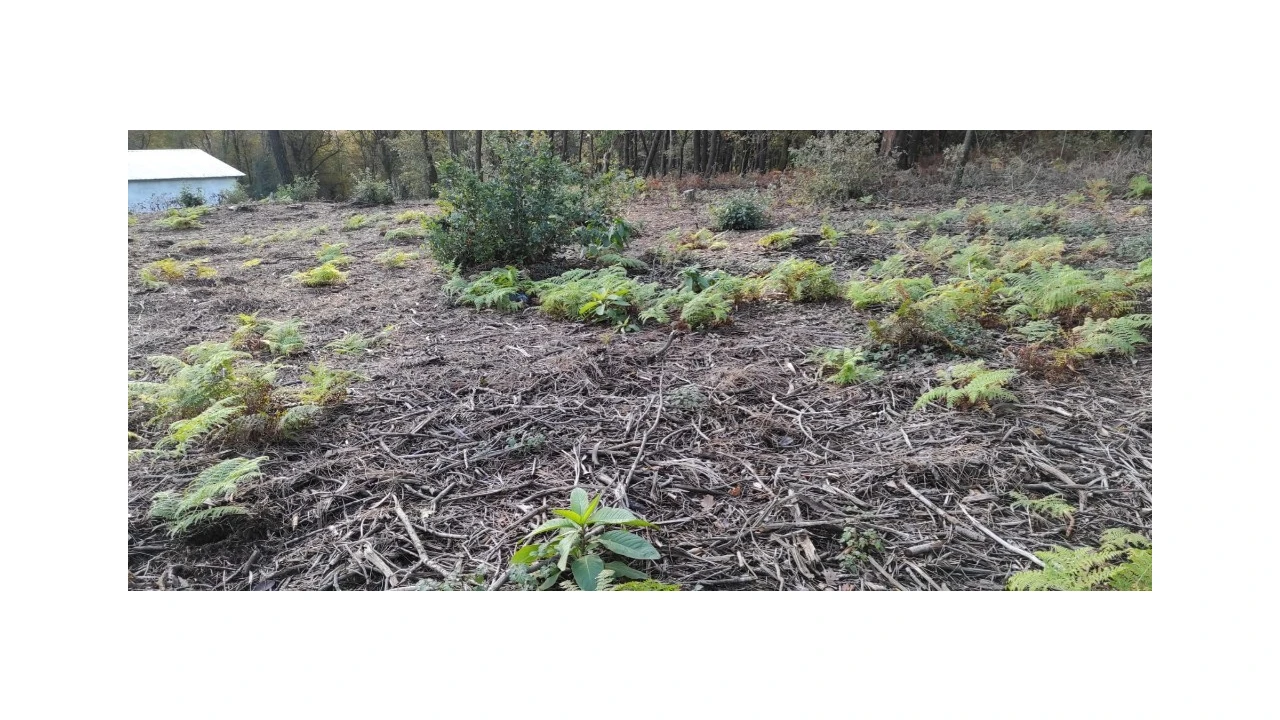 Terreno para Venda em Ferreiros, Prozelo e Besteiros Foto 9