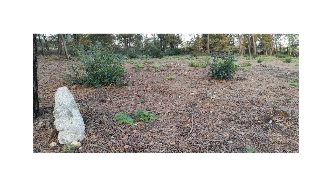 Terreno para Venda em Ferreiros, Prozelo e Besteiros Foto 6