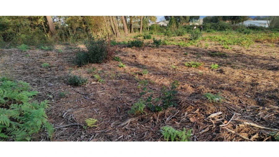 Terreno para Venda em Ferreiros, Prozelo e Besteiros Foto 2