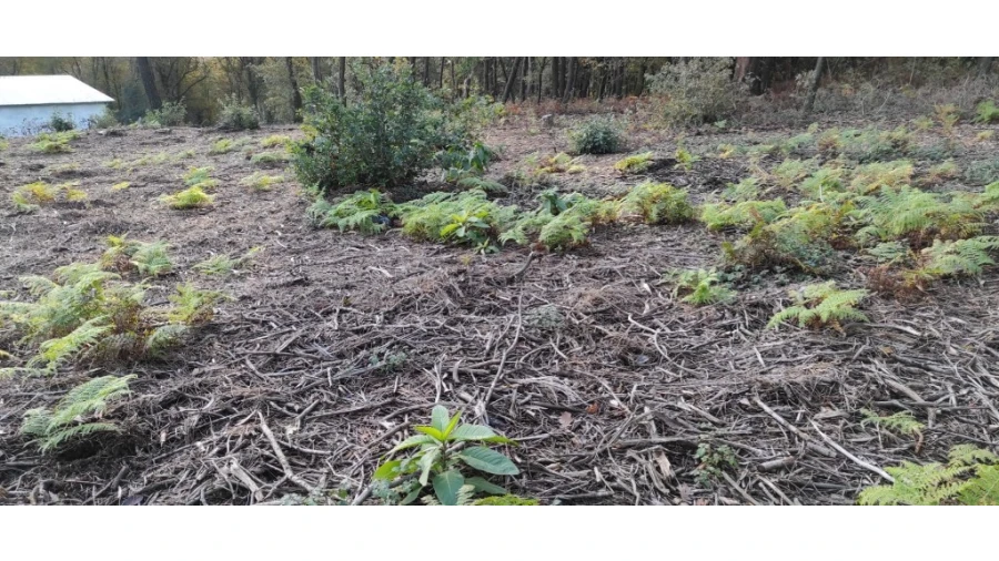 Terreno para Venda em Ferreiros, Prozelo e Besteiros Foto 9