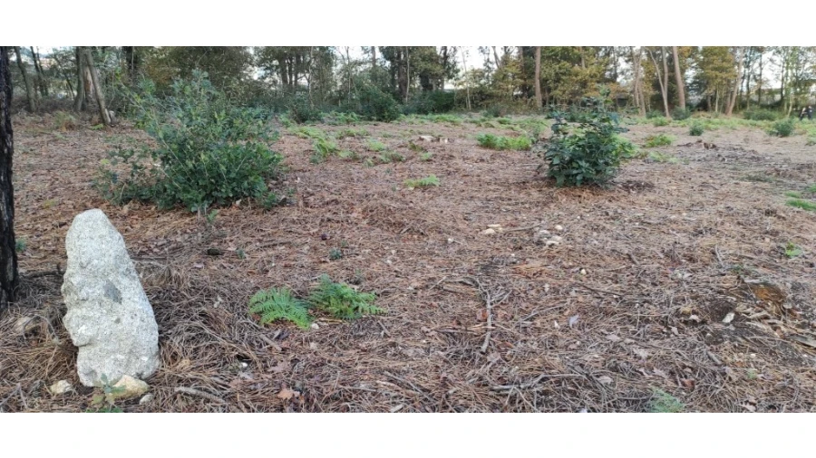 Terreno para Venda em Ferreiros, Prozelo e Besteiros Foto 6