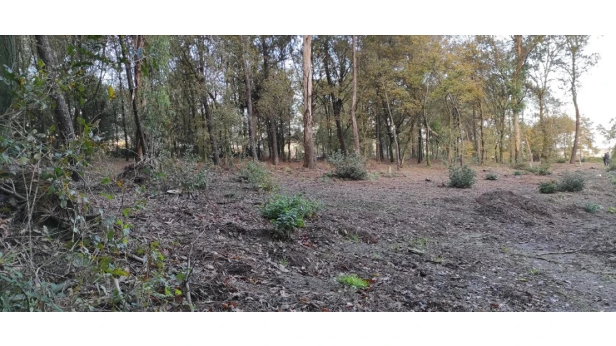 Terreno para Venda em Ferreiros, Prozelo e Besteiros Foto 7