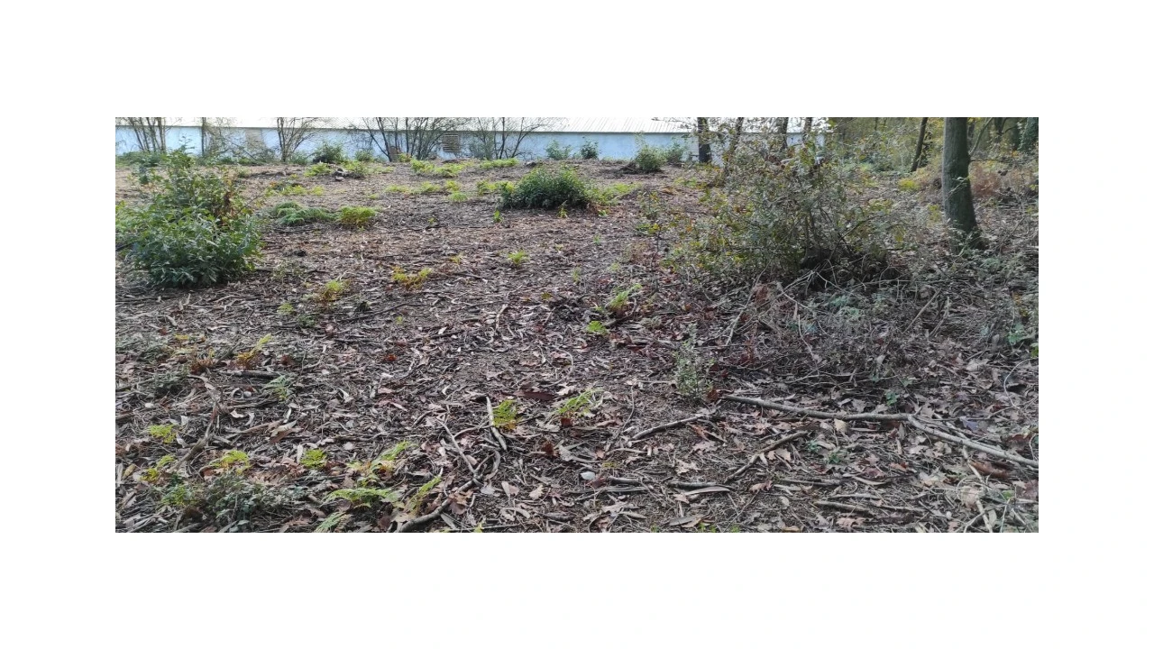 Terreno para Venda em Ferreiros, Prozelo e Besteiros Foto 5