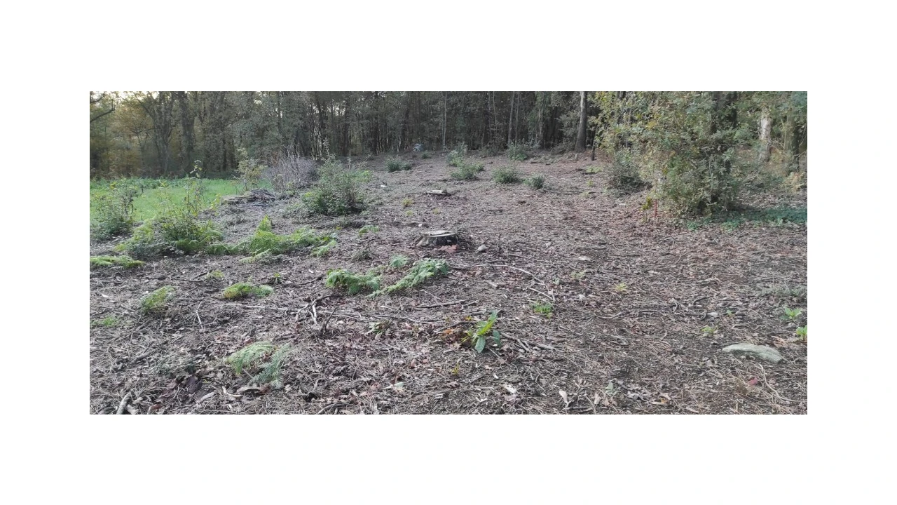 Terreno para Venda em Ferreiros, Prozelo e Besteiros Foto 1