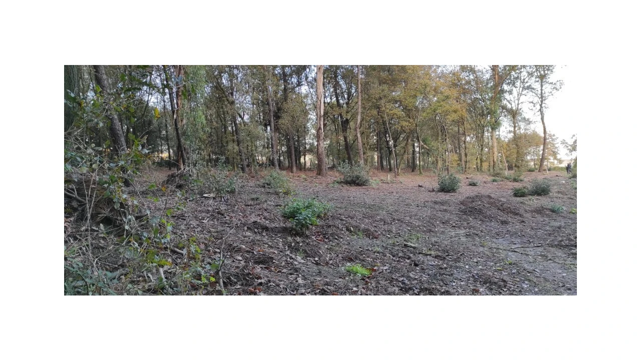 Terreno para Venda em Ferreiros, Prozelo e Besteiros Foto 7