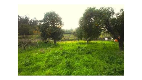 Terreno para Venda em São Martinho de Árvore e Lamarosa