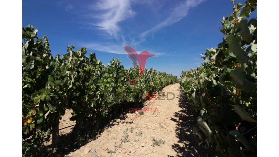 Quinta T3 para Venda em Poceirão e Marateca Foto 18