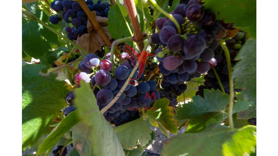 Quinta T3 para Venda em Poceirão e Marateca Foto 19