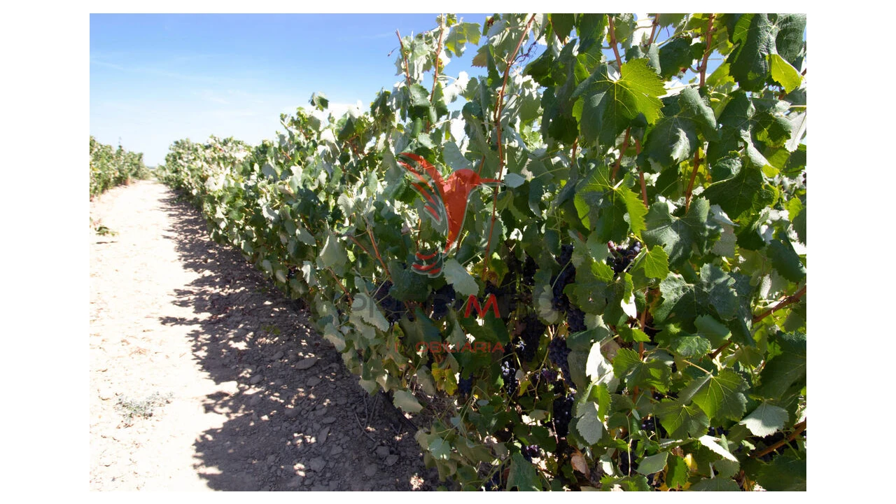 Quinta T3 para Venda em Poceirão e Marateca Foto 17