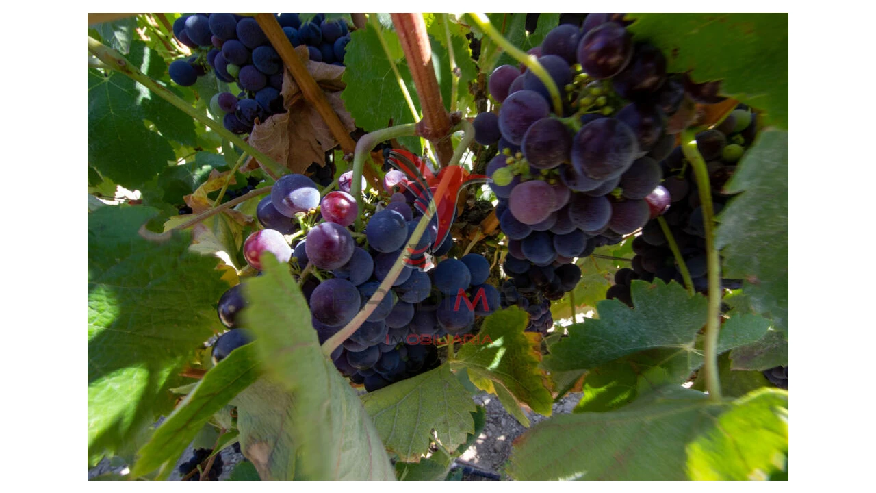 Quinta T3 para Venda em Poceirão e Marateca Foto 19