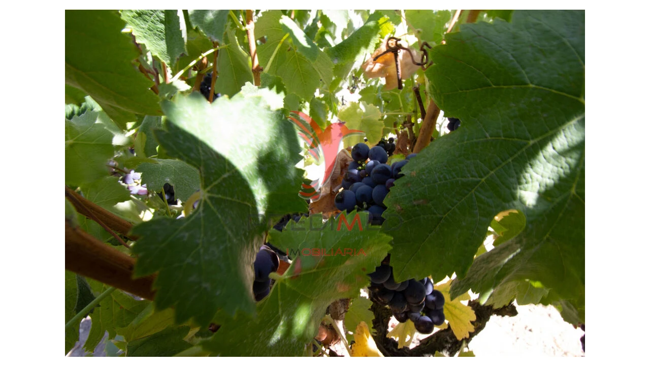 Quinta T3 para Venda em Poceirão e Marateca Foto 20