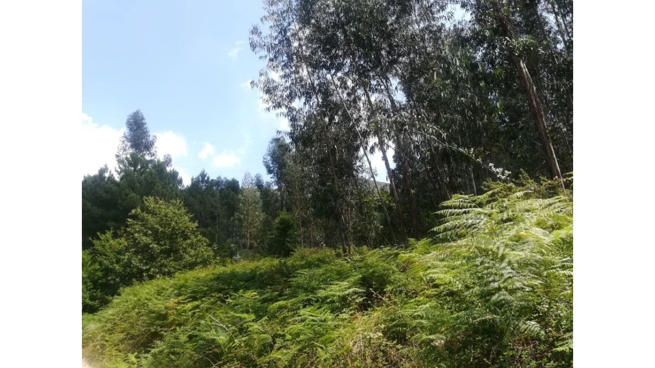Quinta T5 para Venda em Caldelas, Sequeiros e Paranhos Foto 73