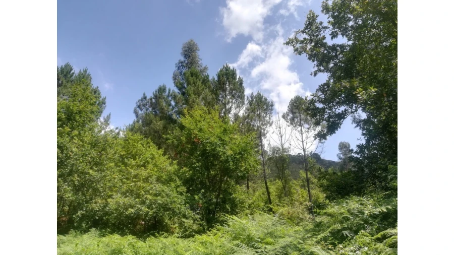 Quinta T5 para Venda em Caldelas, Sequeiros e Paranhos Foto 72