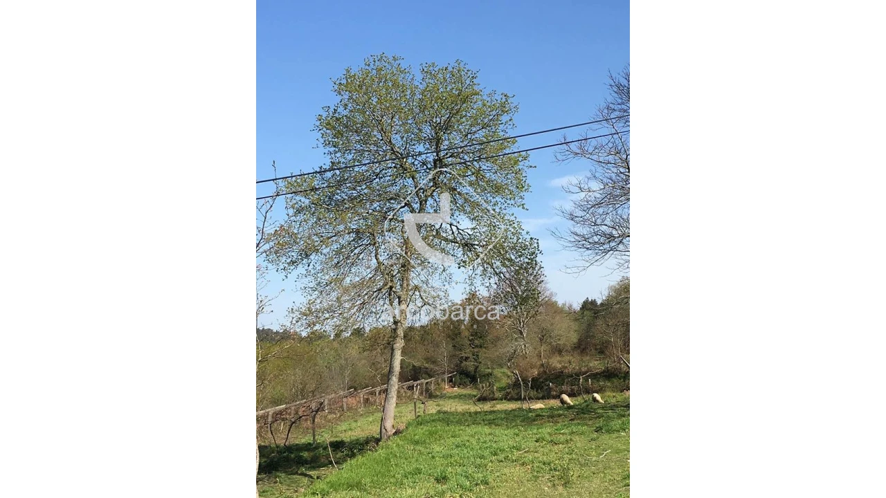 Terreno para Venda em Candemil e Gondar Foto 5