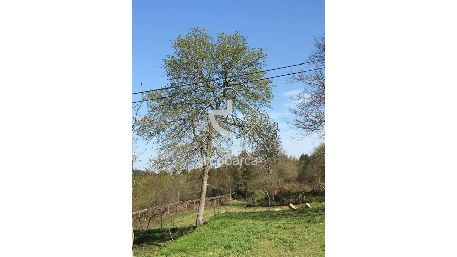 Terreno para Venda em Candemil e Gondar Foto 5