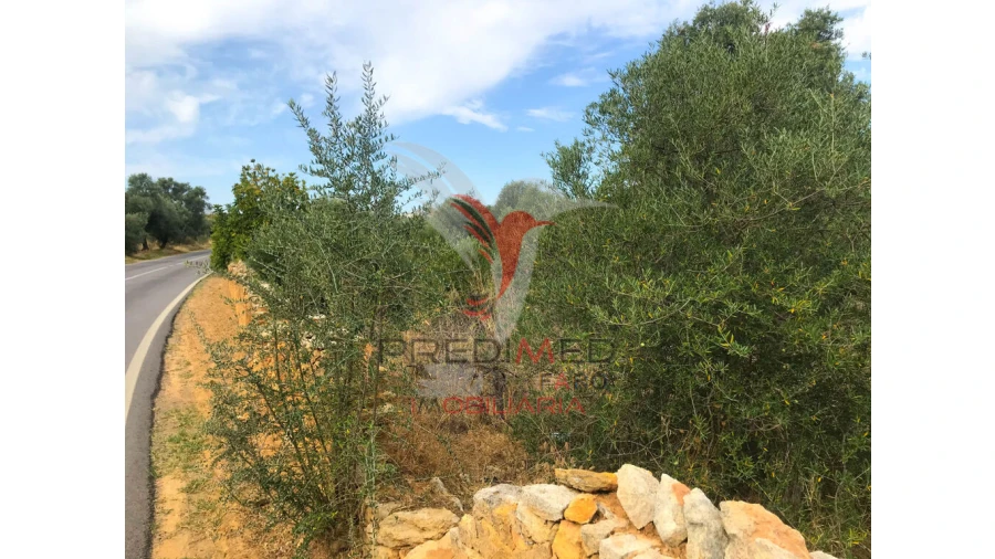 Terreno para Venda em Moncarapacho e Fuseta Foto 4
