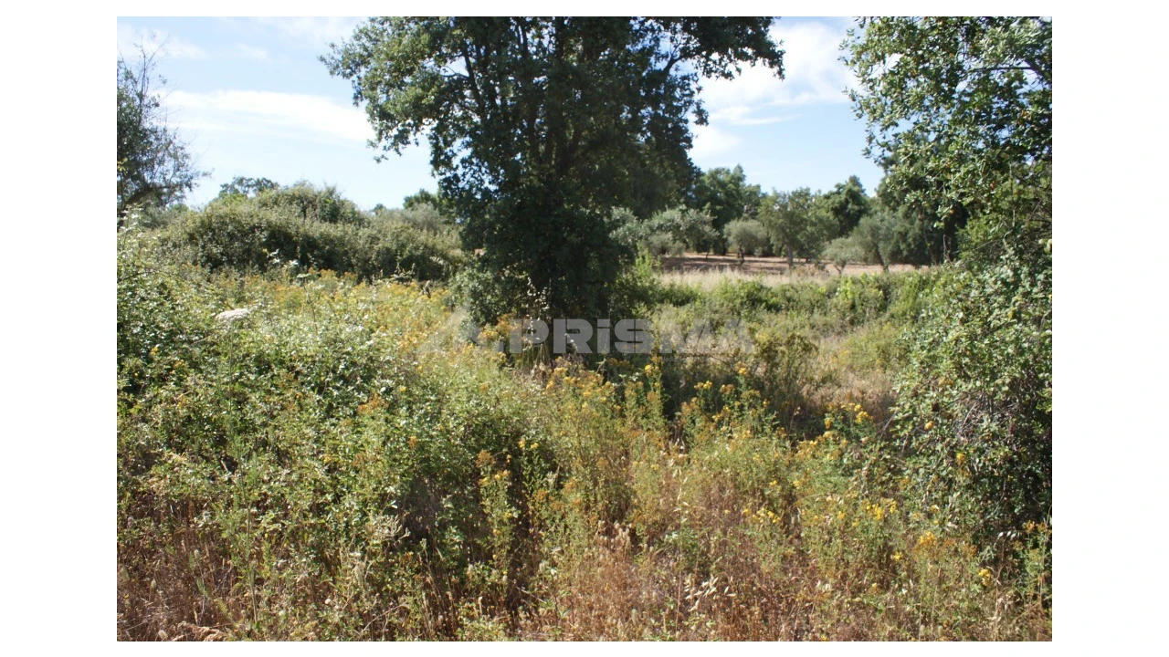 Terreno para Venda em Pedrógão de São Pedro e Bemposta Foto 7
