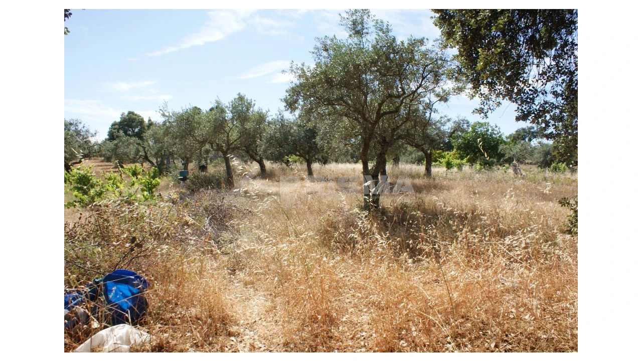 Terreno para Venda em Pedrógão de São Pedro e Bemposta Foto 1
