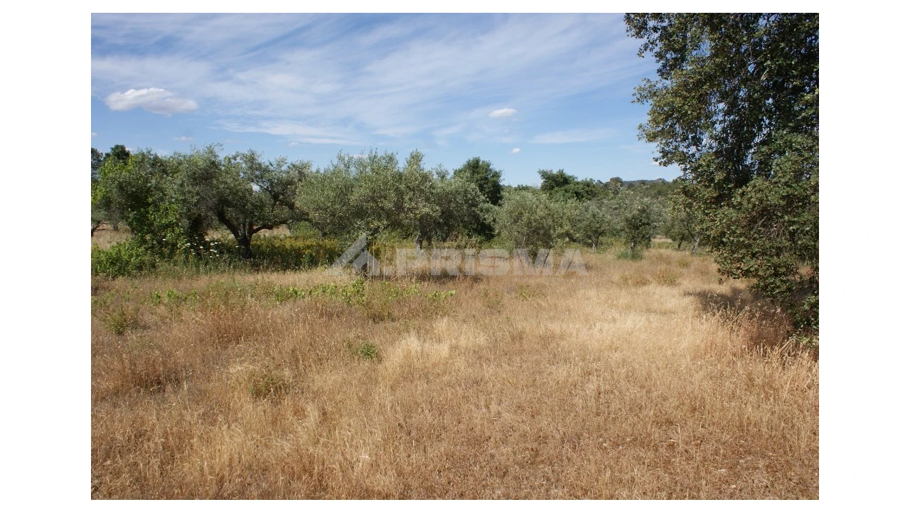 Terreno para Venda em Pedrógão de São Pedro e Bemposta Foto 3