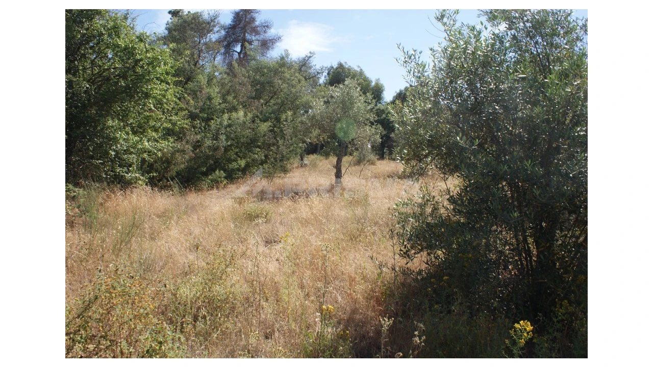 Terreno para Venda em Pedrógão de São Pedro e Bemposta Foto 13
