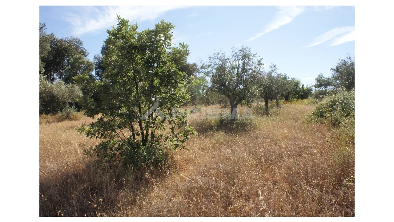 Terreno para Venda em Pedrógão de São Pedro e Bemposta Foto 8