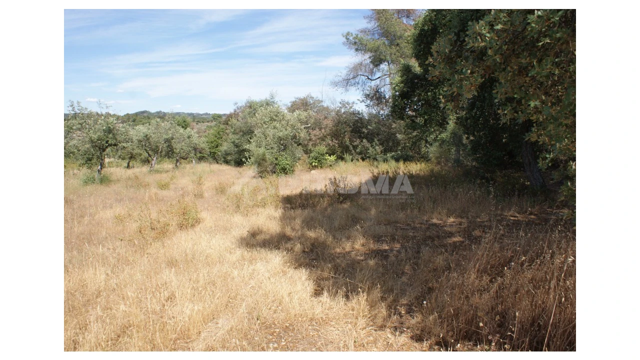Terreno para Venda em Pedrógão de São Pedro e Bemposta Foto 4