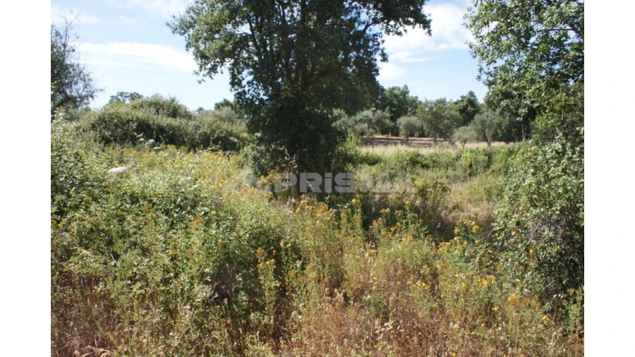 Terreno para Venda em Pedrógão de São Pedro e Bemposta Foto 7