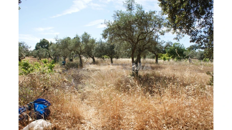 Terreno para Venda em Pedrógão de São Pedro e Bemposta Foto 1