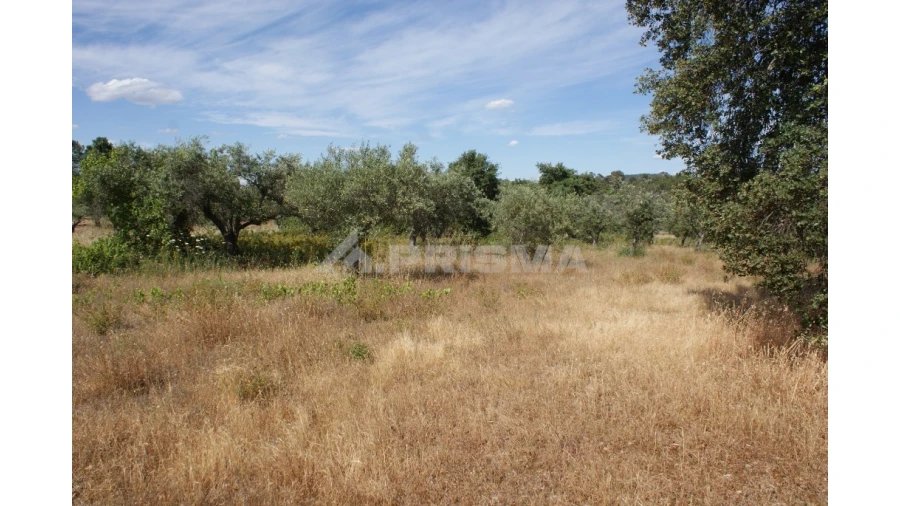 Terreno para Venda em Pedrógão de São Pedro e Bemposta Foto 3