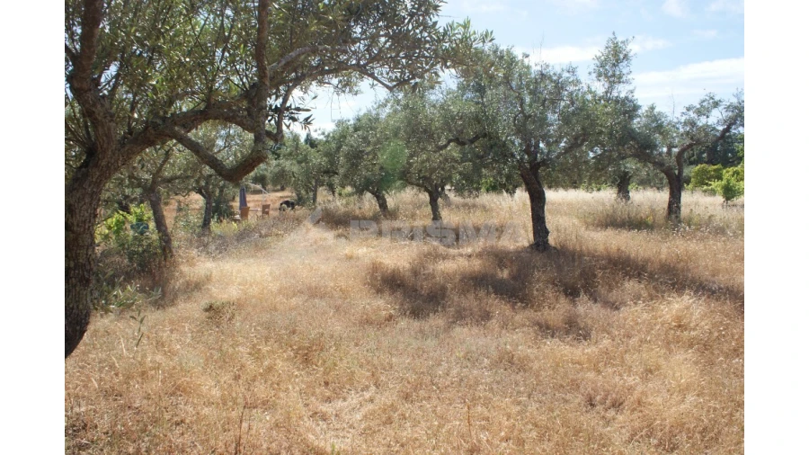 Terreno para Venda em Pedrógão de São Pedro e Bemposta Foto 2