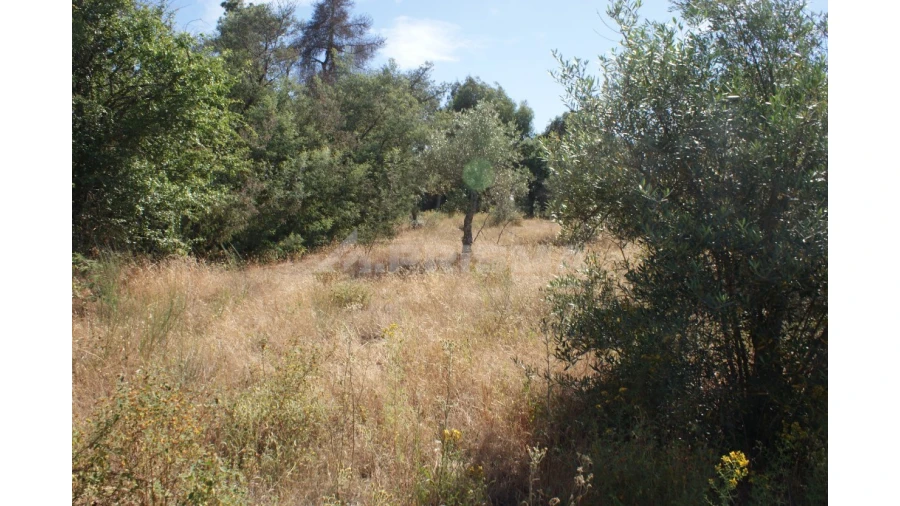 Terreno para Venda em Pedrógão de São Pedro e Bemposta Foto 13