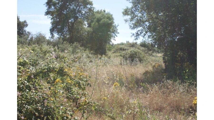 Terreno para Venda em Pedrógão de São Pedro e Bemposta Foto 14