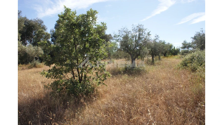 Terreno para Venda em Pedrógão de São Pedro e Bemposta Foto 8