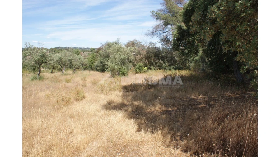 Terreno para Venda em Pedrógão de São Pedro e Bemposta Foto 4