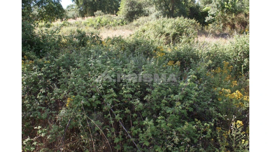 Terreno para Venda em Pedrógão de São Pedro e Bemposta Foto 9