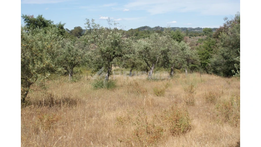 Terreno para Venda em Pedrógão de São Pedro e Bemposta Foto 5