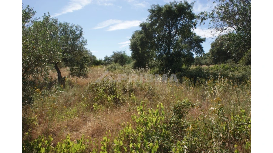 Terreno para Venda em Pedrógão de São Pedro e Bemposta Foto 12