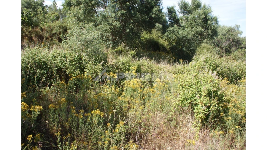 Terreno para Venda em Pedrógão de São Pedro e Bemposta Foto 10