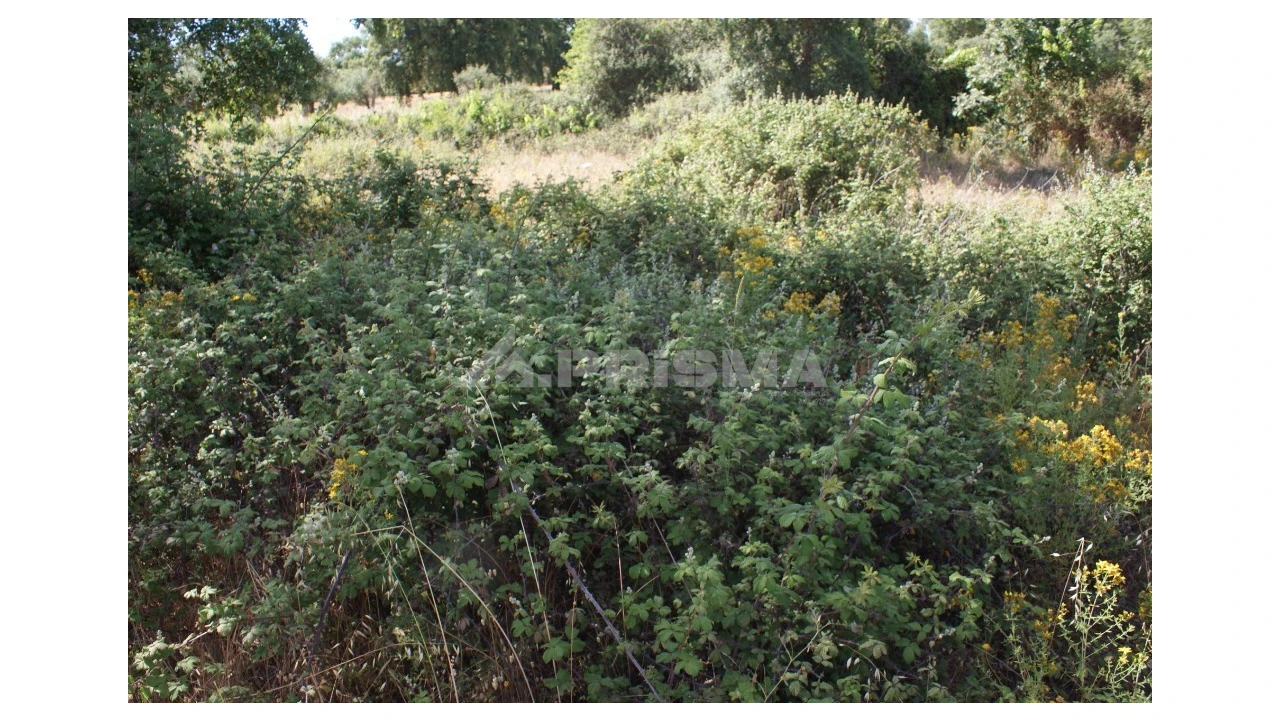 Terreno para Venda em Pedrógão de São Pedro e Bemposta Foto 9
