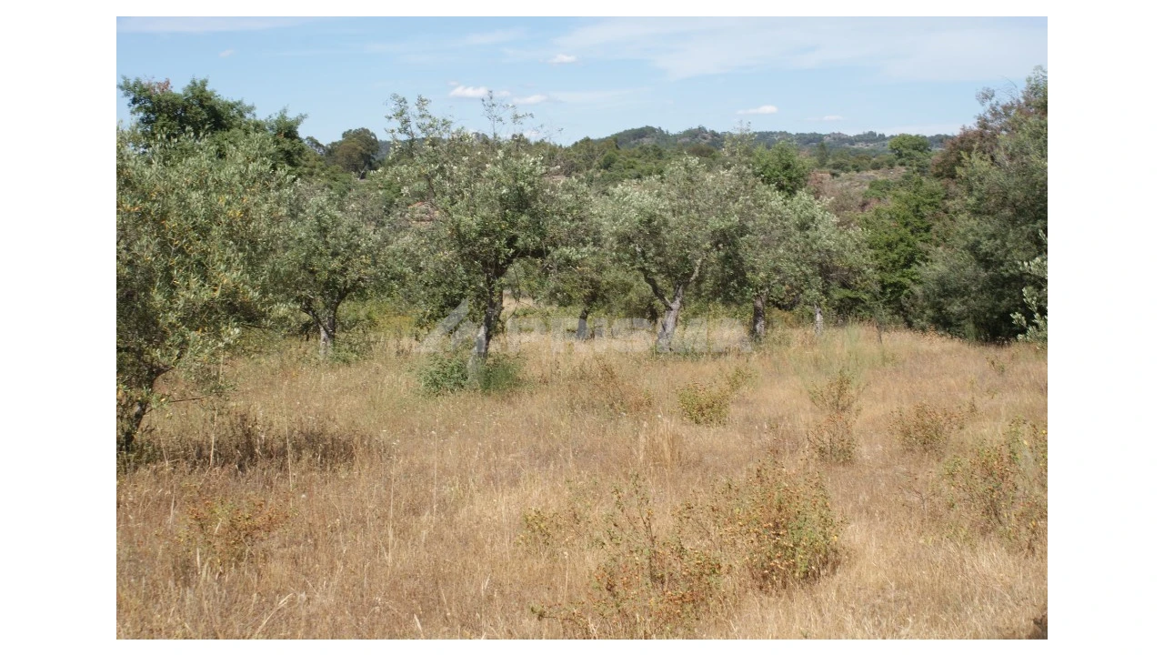 Terreno para Venda em Pedrógão de São Pedro e Bemposta Foto 5