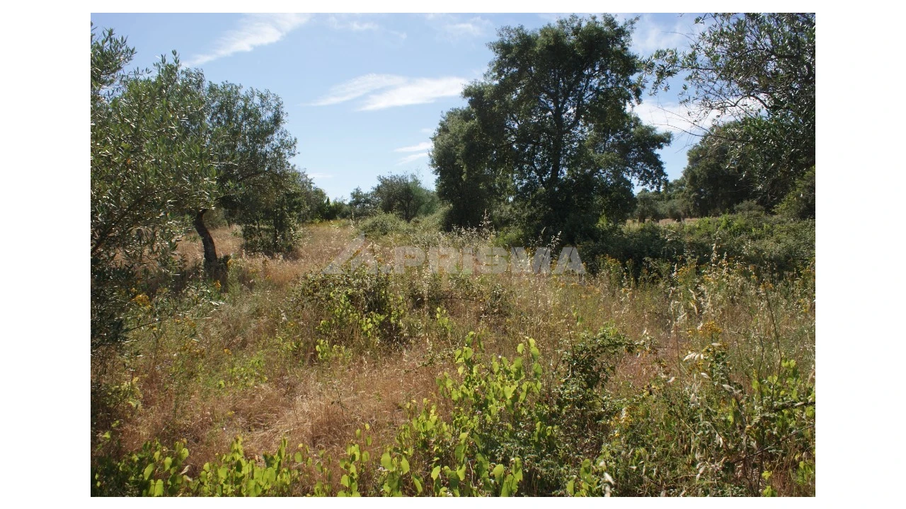 Terreno para Venda em Pedrógão de São Pedro e Bemposta Foto 12