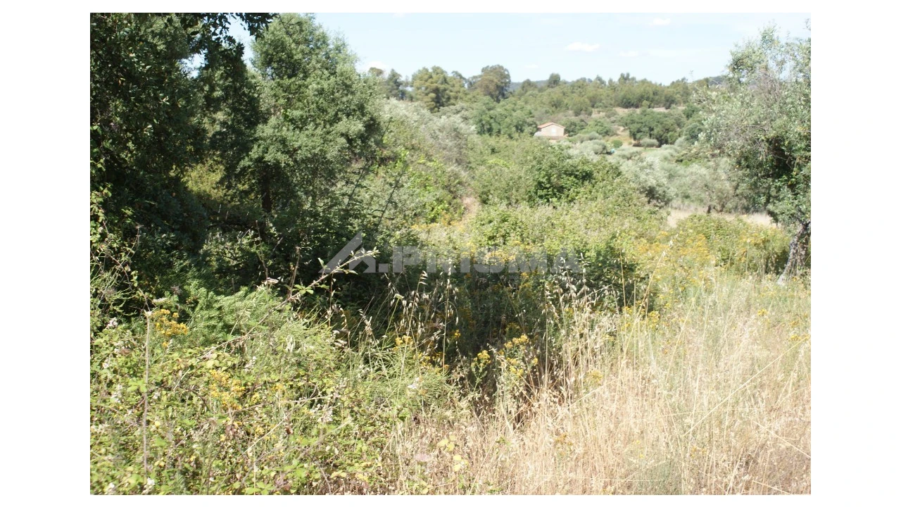 Terreno para Venda em Pedrógão de São Pedro e Bemposta Foto 6
