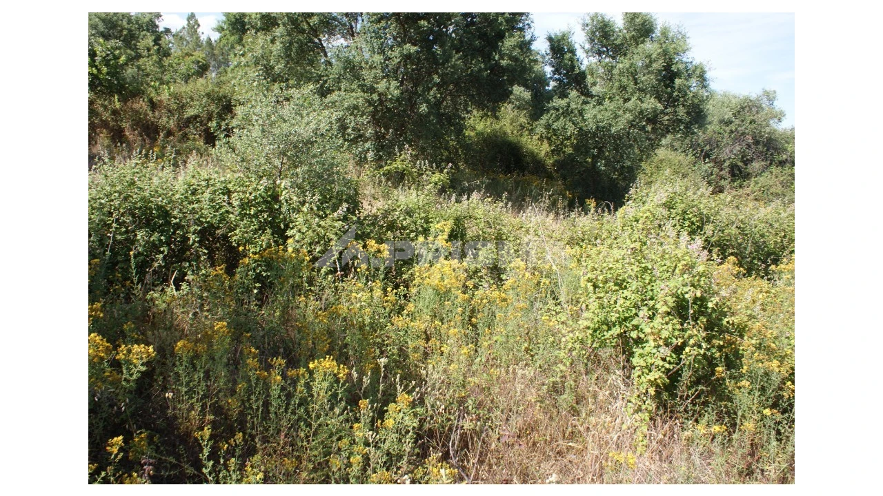 Terreno para Venda em Pedrógão de São Pedro e Bemposta Foto 10