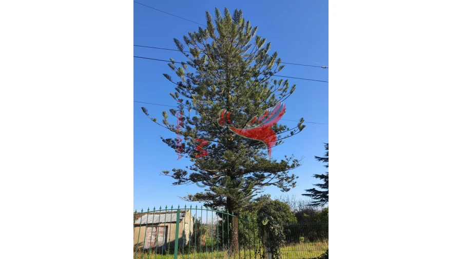 Quinta para Venda em Vilarinho do Bairro Foto 2