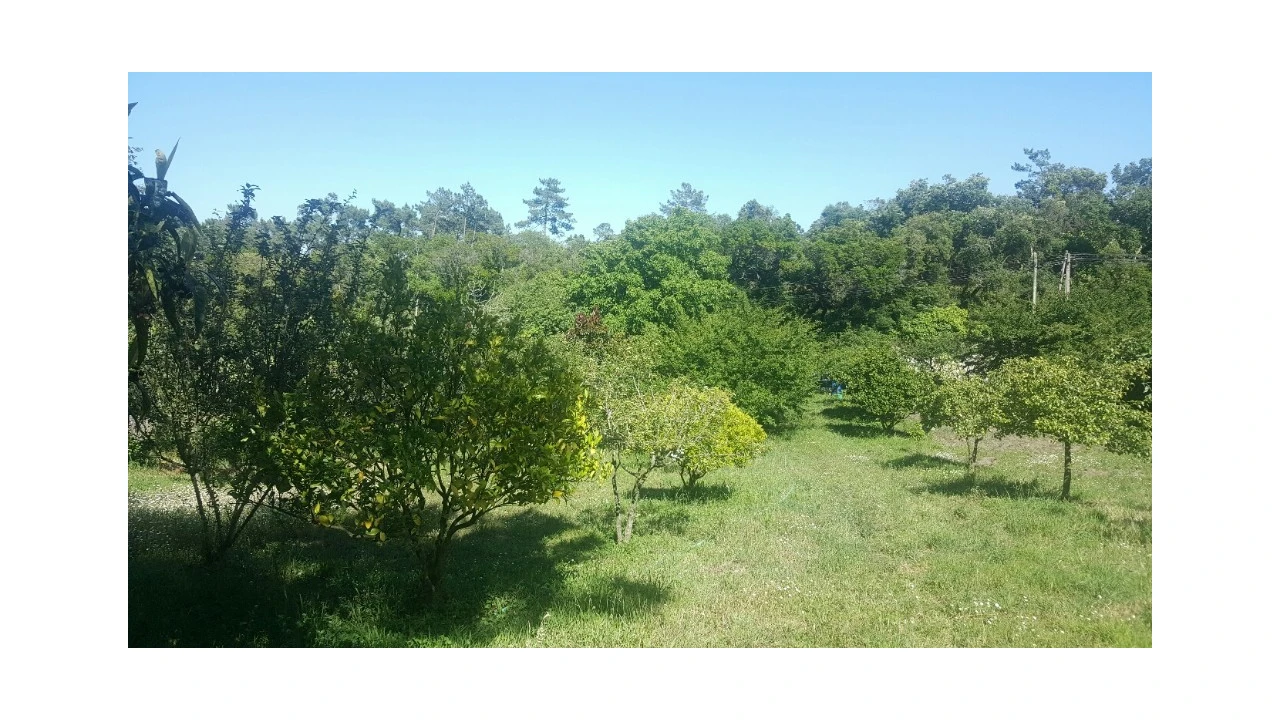 Terreno para Venda em Alcanena e Vila Moreira Foto 1