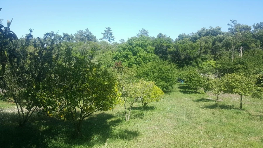 Terreno para Venda em Alcanena e Vila Moreira Foto 1