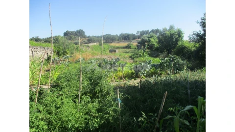 Terreno para Venda em Alcains