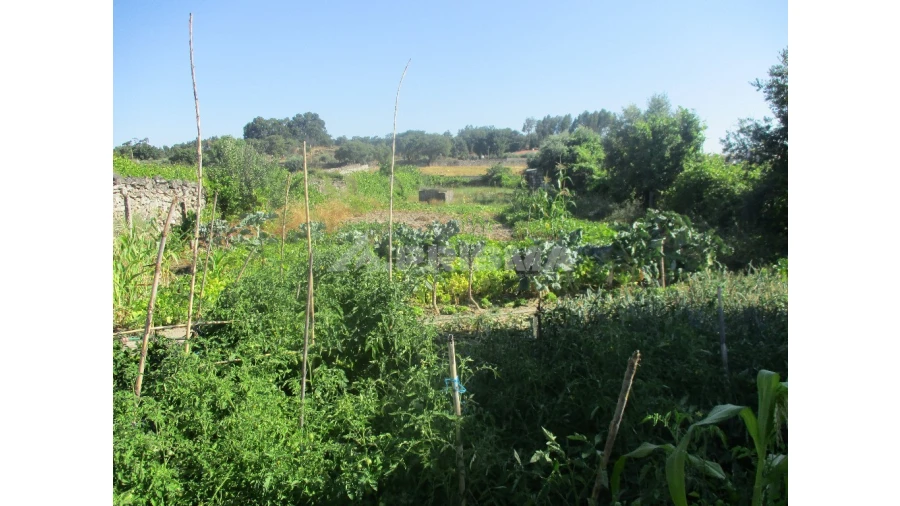 Terreno para Venda em Alcains Foto 3