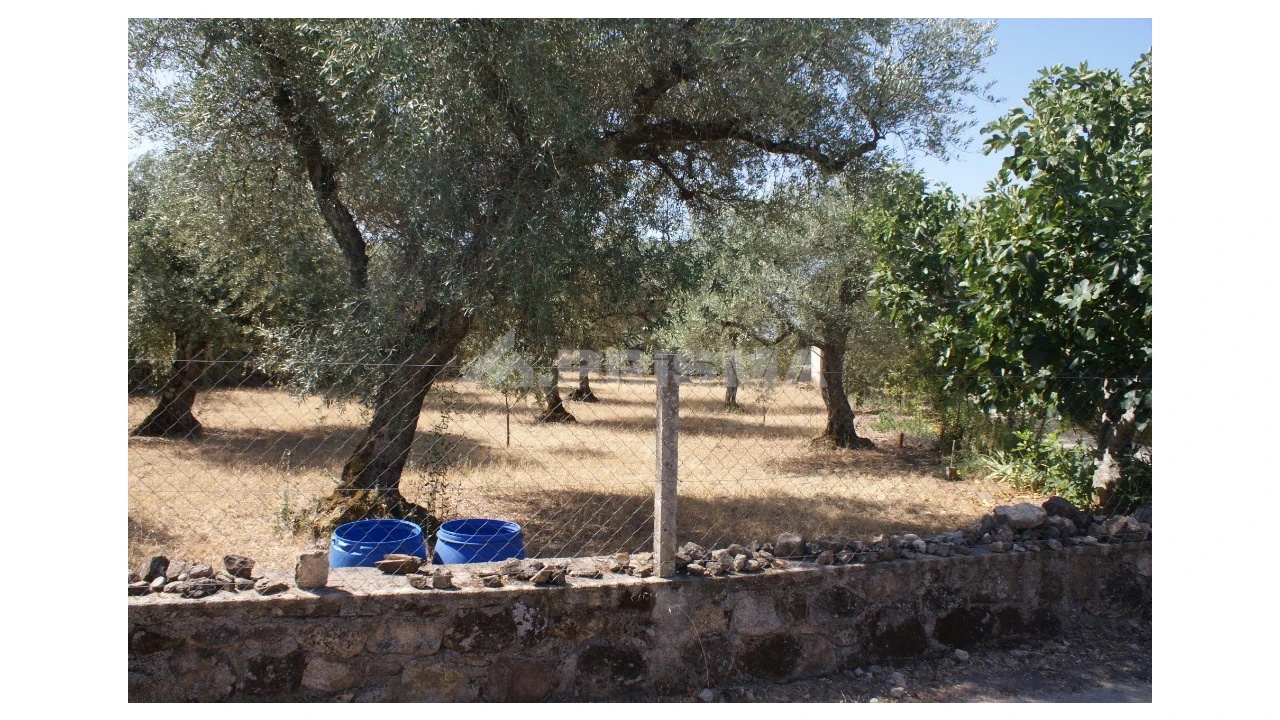 Terreno para Venda em Pedrógão de São Pedro e Bemposta Foto 1
